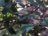 Údolí motýlů odpočinek motýlů na keřích